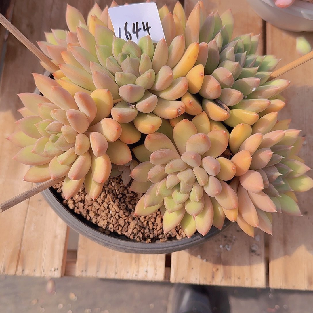 左***岸1644象牙多肉植物