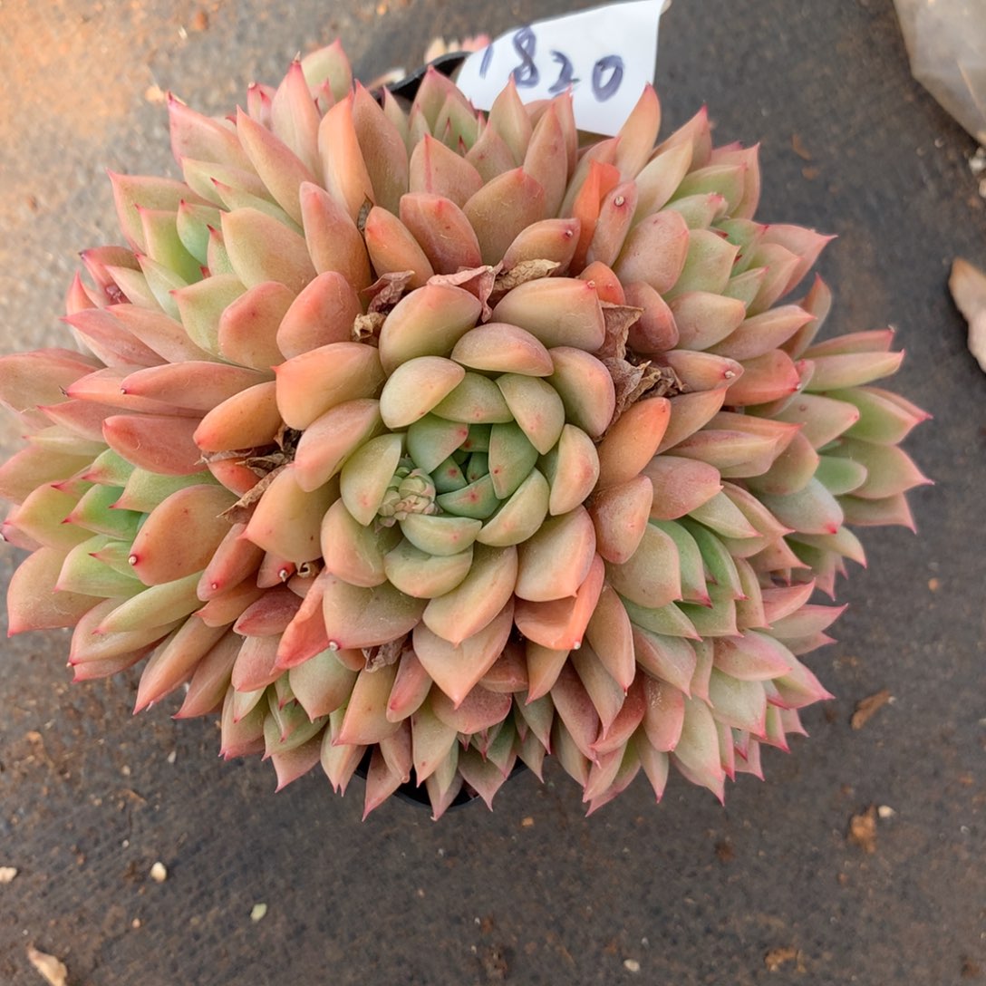 1820杂交多肉老桩