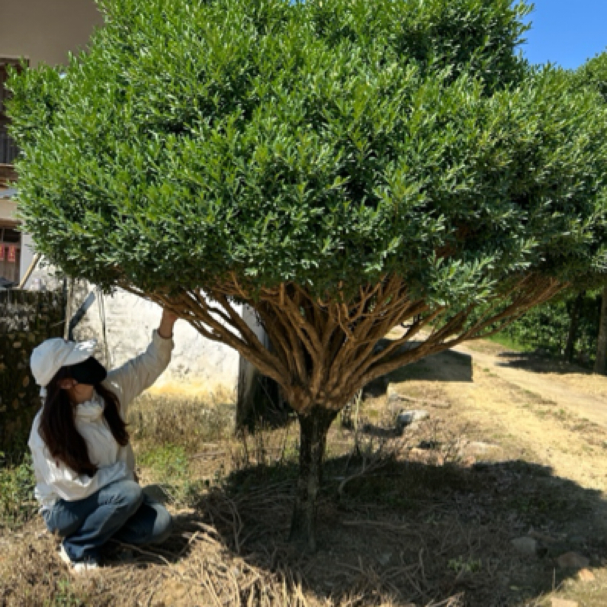 四季常青树小叶雀舌黄杨耐寒庭院植物（直播间一物一拍）