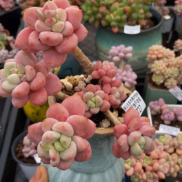 樱花洛神老桩727多肉植物