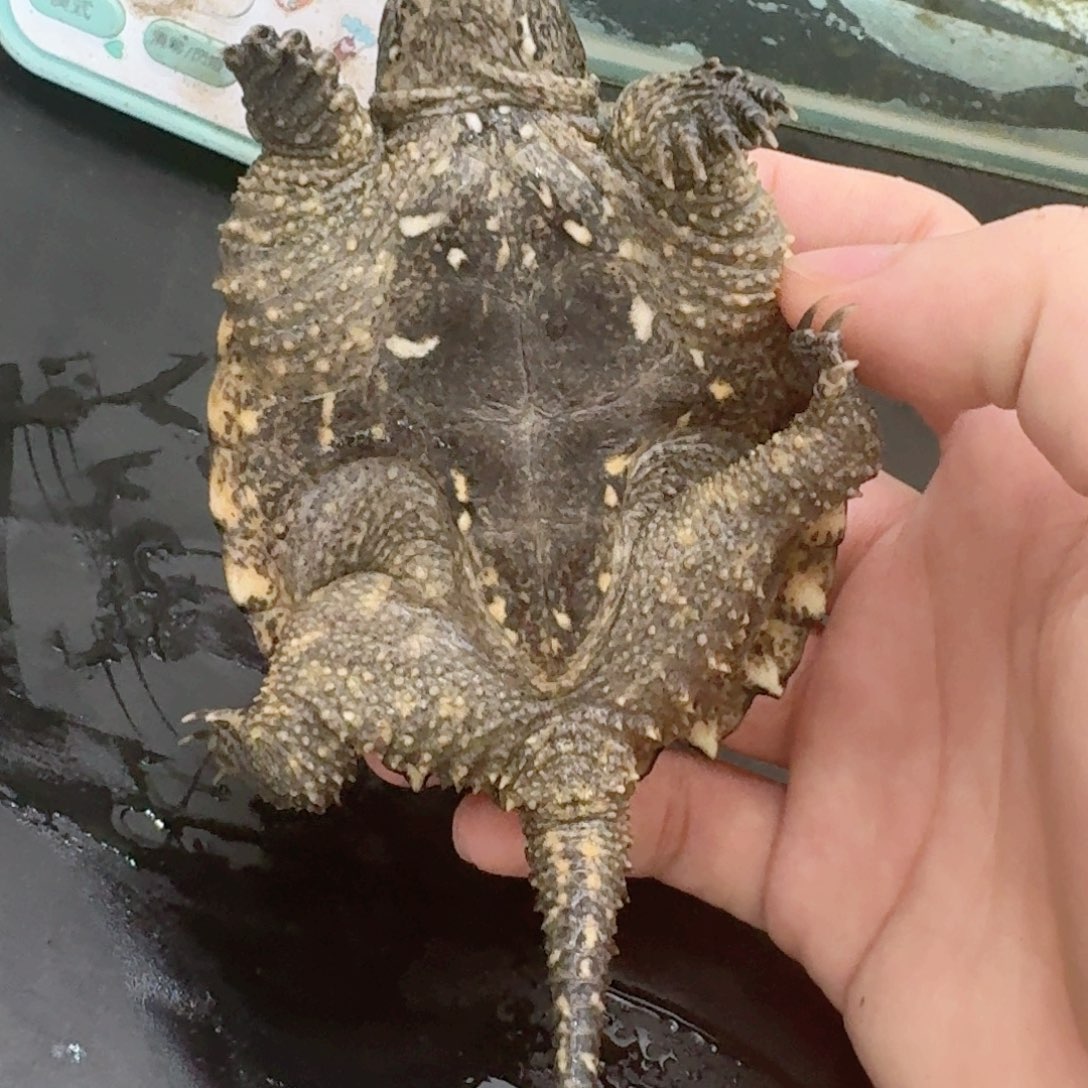 宠物龟不分公母111