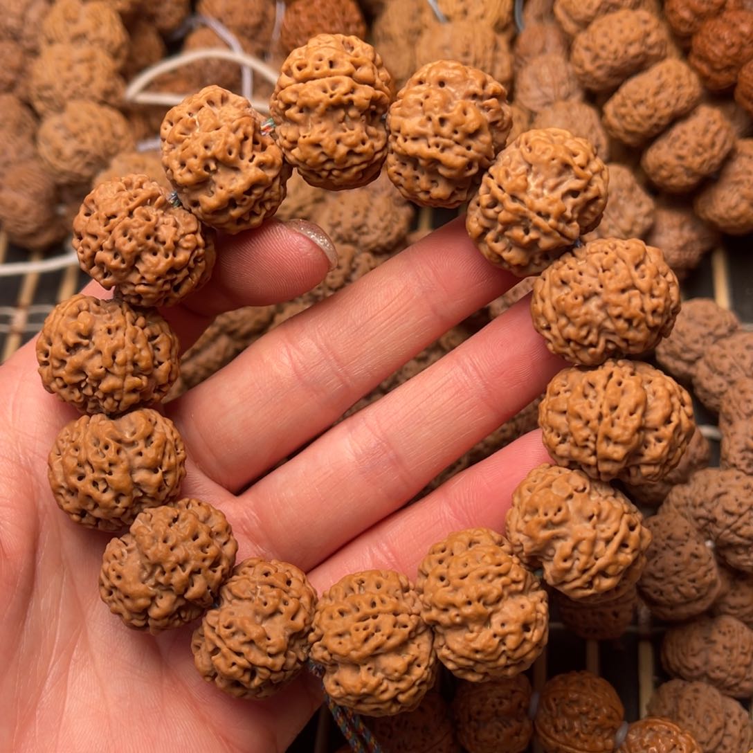 菩提尼泊尔大金刚原生态梅花双龙22+