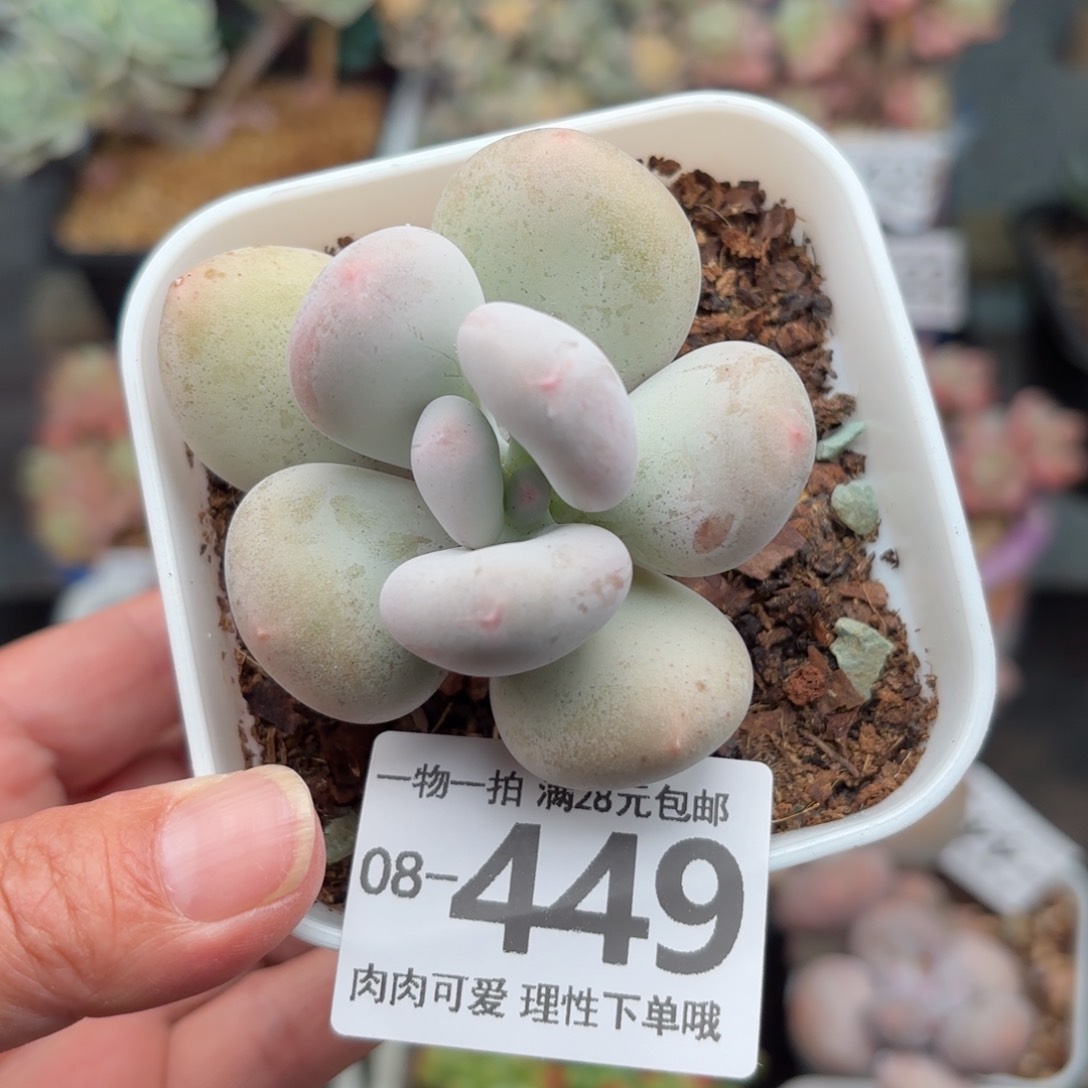 大叶奶单头多肉多肉