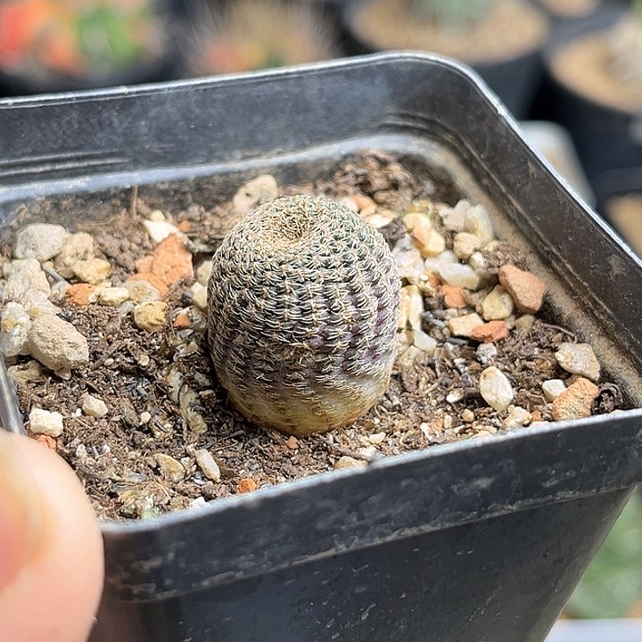 黑斜子实生球一颗一物一拍