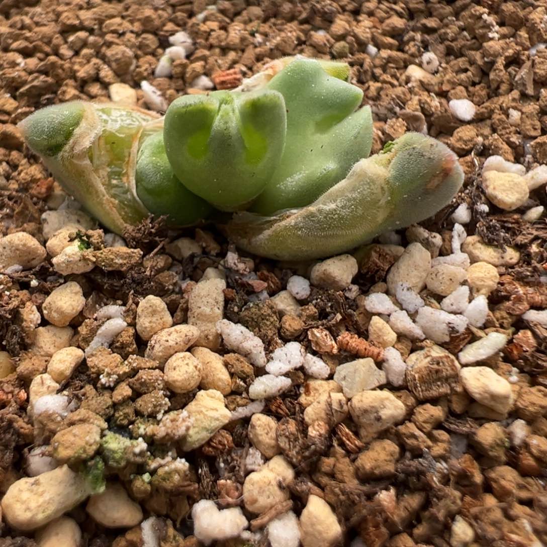 三头空蝉怪物。               