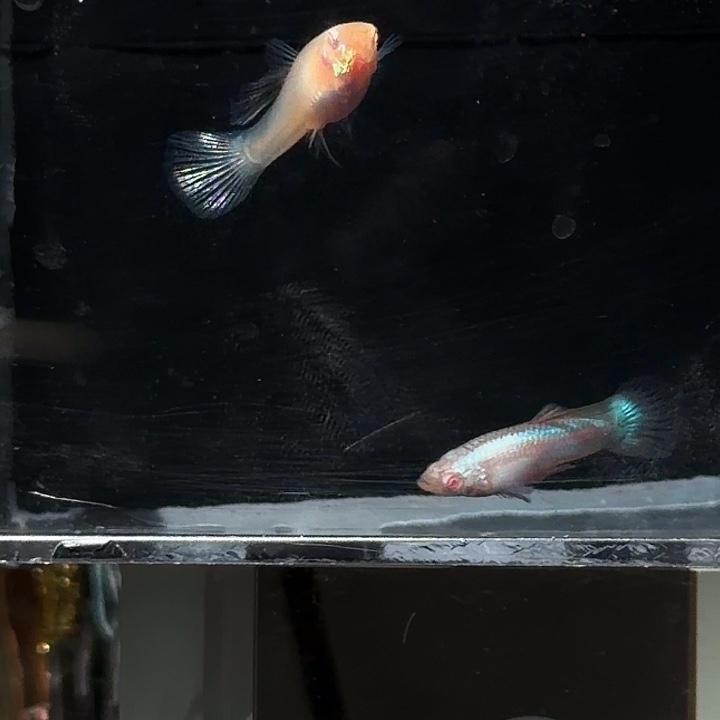 孔雀鱼大耳熊猫白子两对