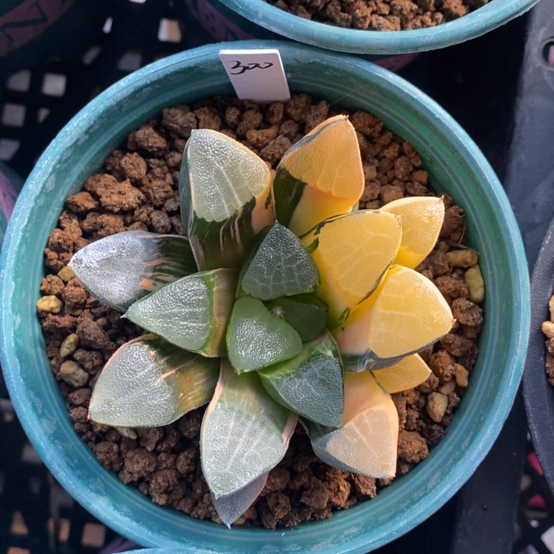 一颗实生大克锦。   