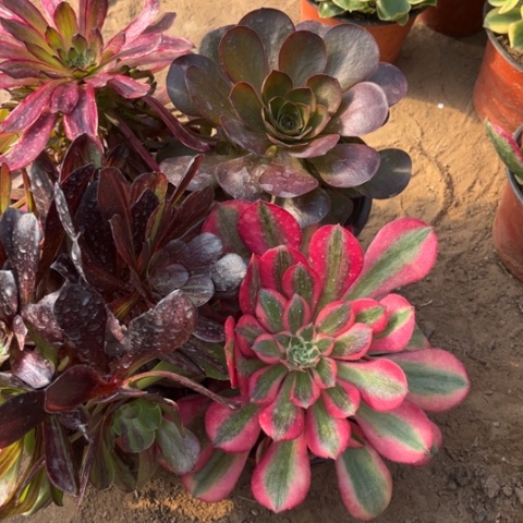 690多肉植物组合