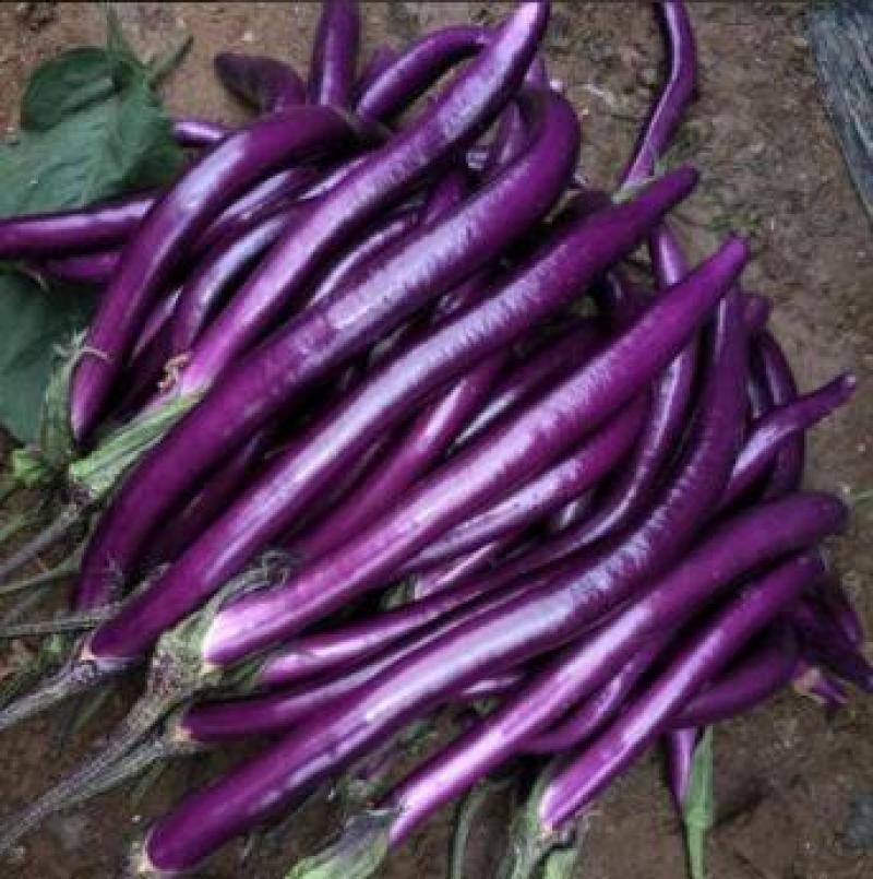 【山货专属】农家茄子老乡蔬菜