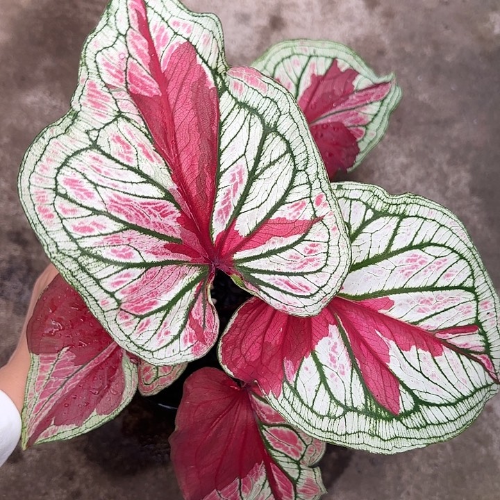 11-0102红宝石之城广东现货