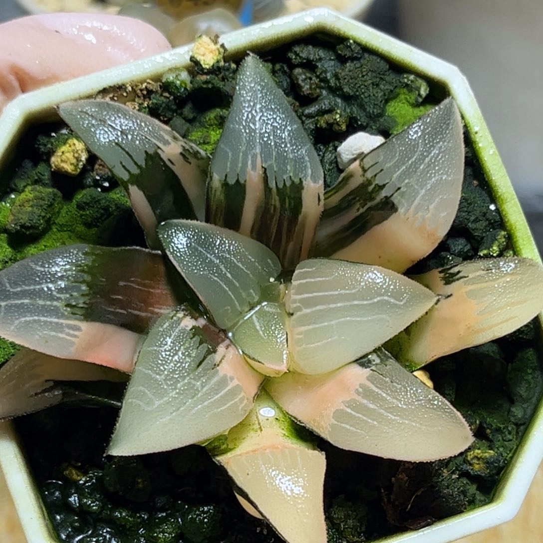 恭喜发财大吉大利899大型克锦