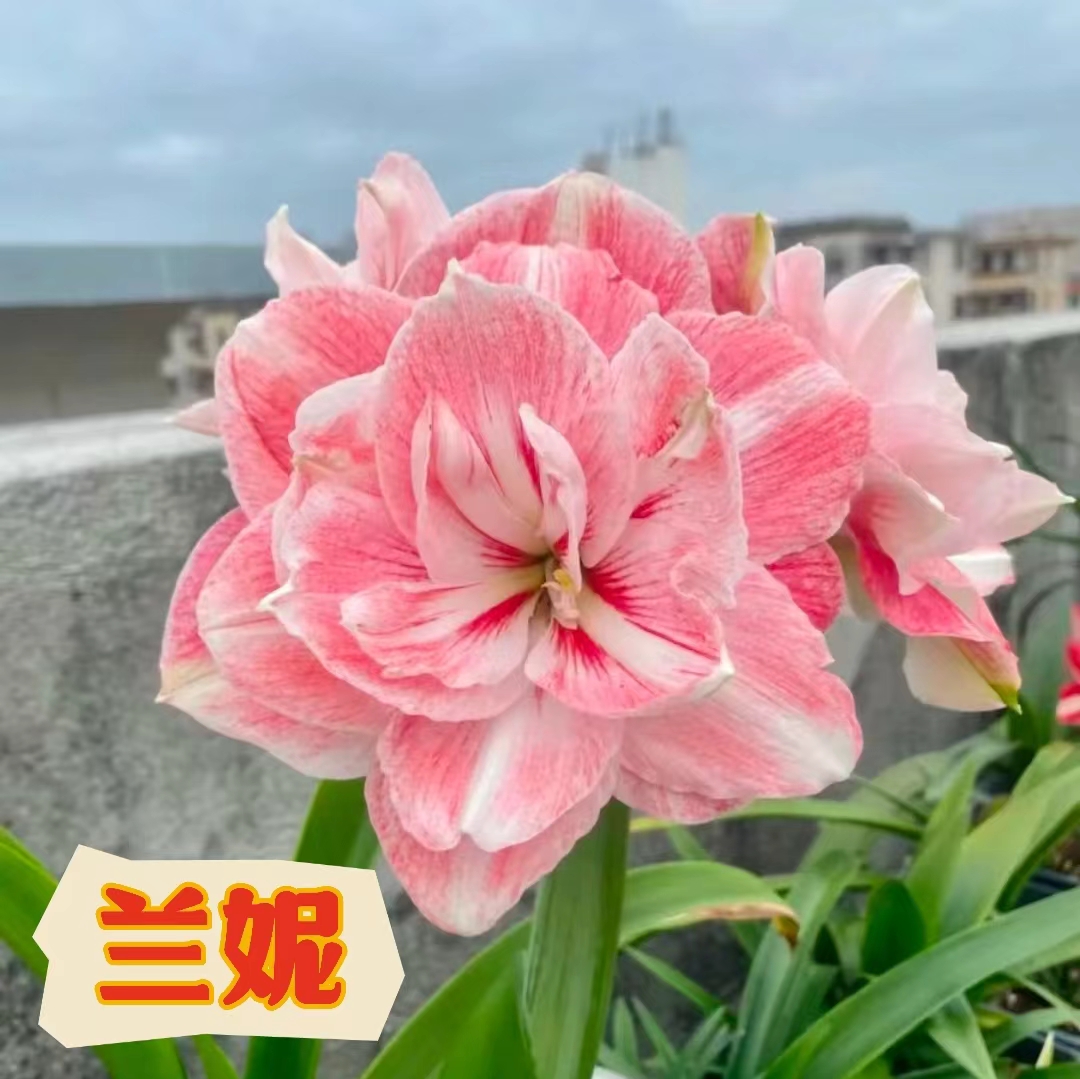 【兰妮】朱顶红澳朱重瓣基地自然种球浓香室内盆栽四季开花植物