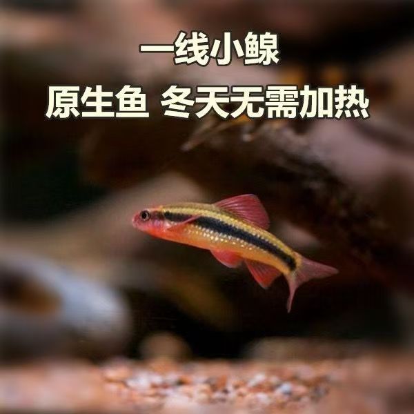 江西小鳈鱼原生冷水鱼小型观赏鱼