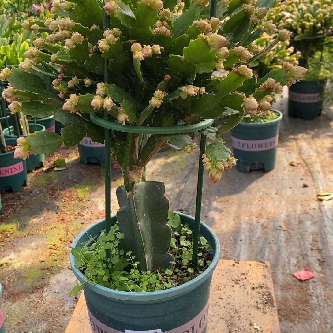 当前无花朵，栽培后可花朵067嫁接028