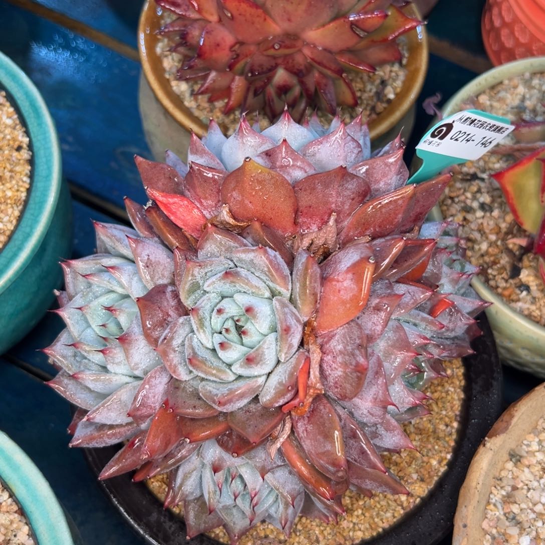 多肉一物一拍0214-146