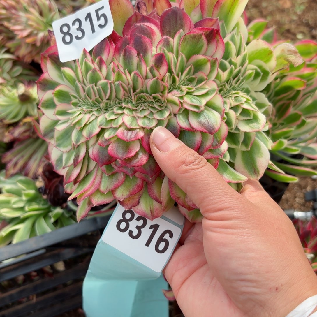 我8315 号多肉法师新年特价没有根倾城