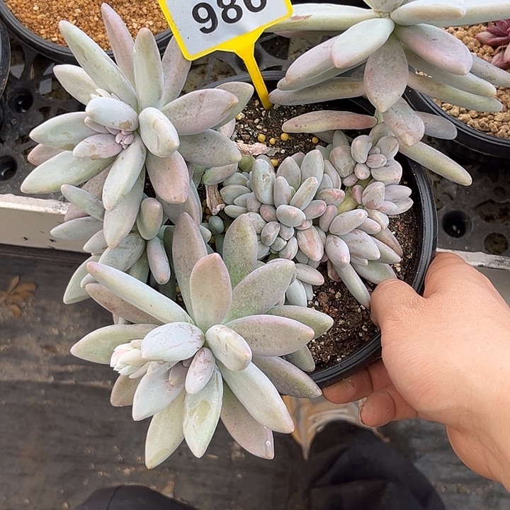 多肉植物白兰地986