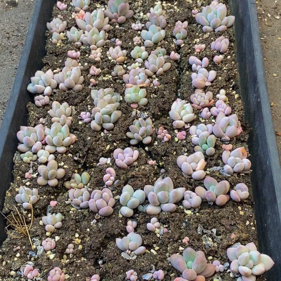 188多肉植物纤维面膜贴上