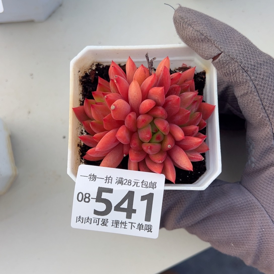 红酒东云多肉多肉多肉