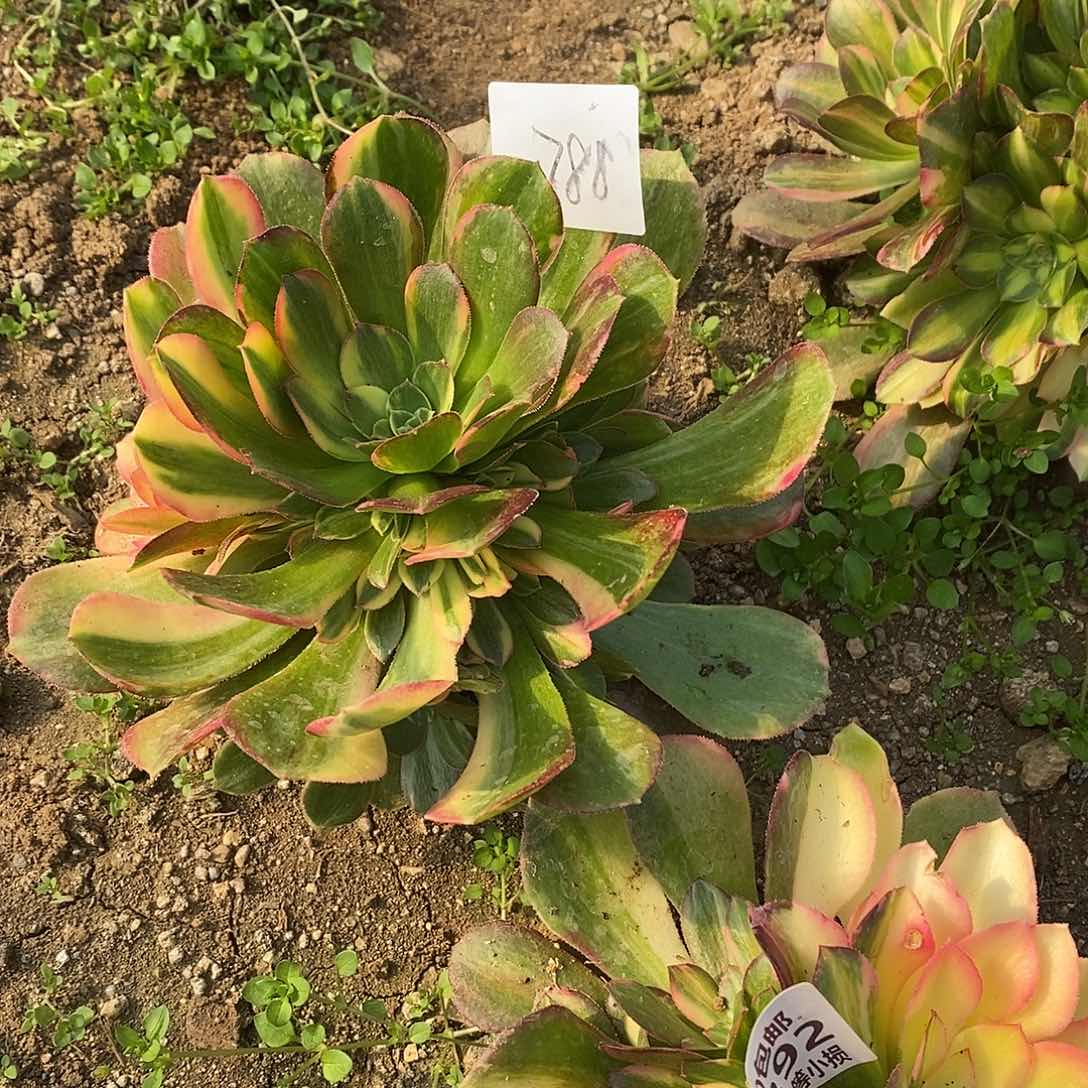 芸*288韶羞七彩多肉