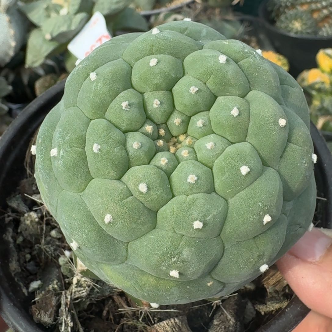 【闪购商品】立尤佛头鲜299