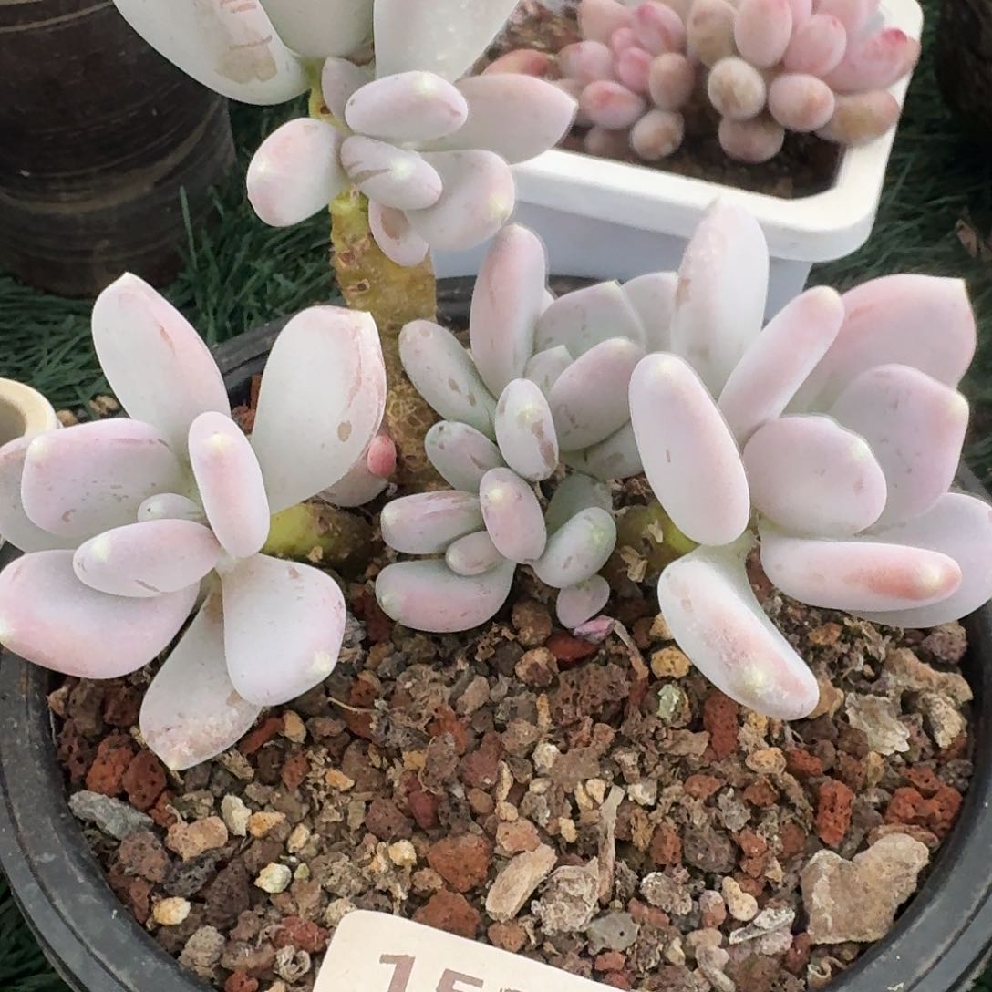 1523 卉卉精品多肉 非偏远地区满28元包邮