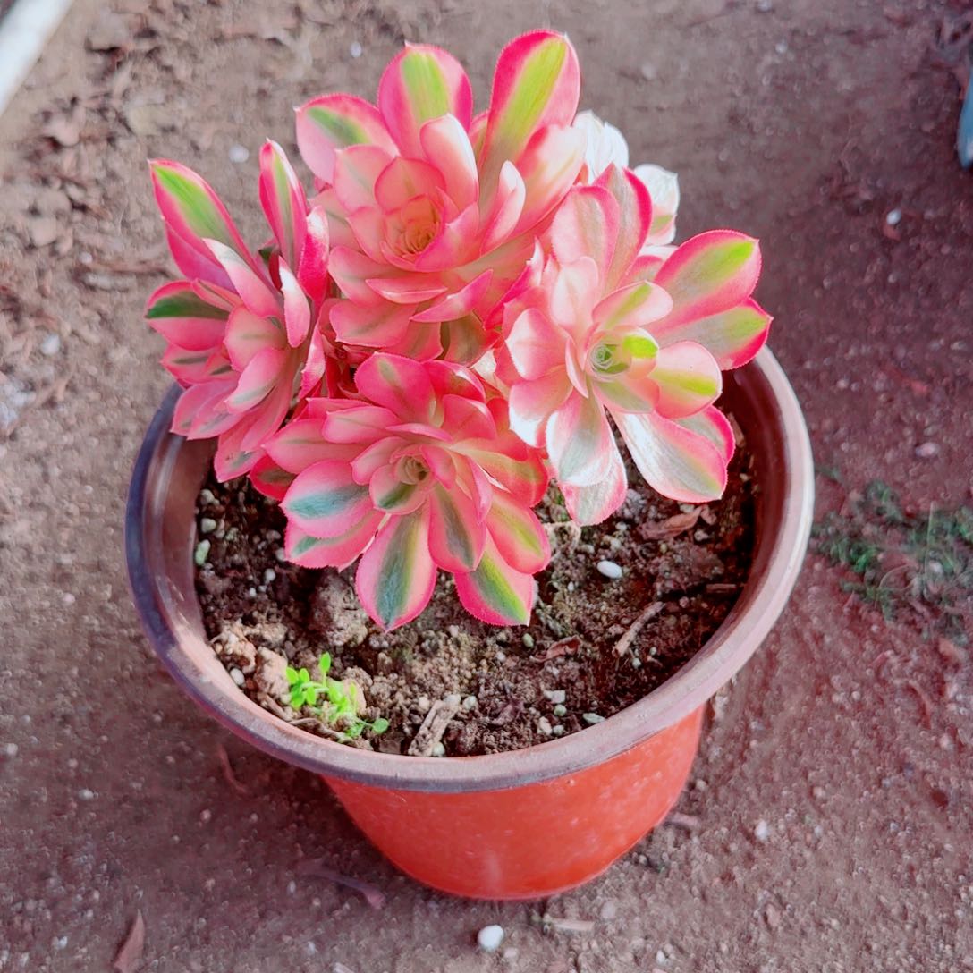 粉女巫法师多肉820