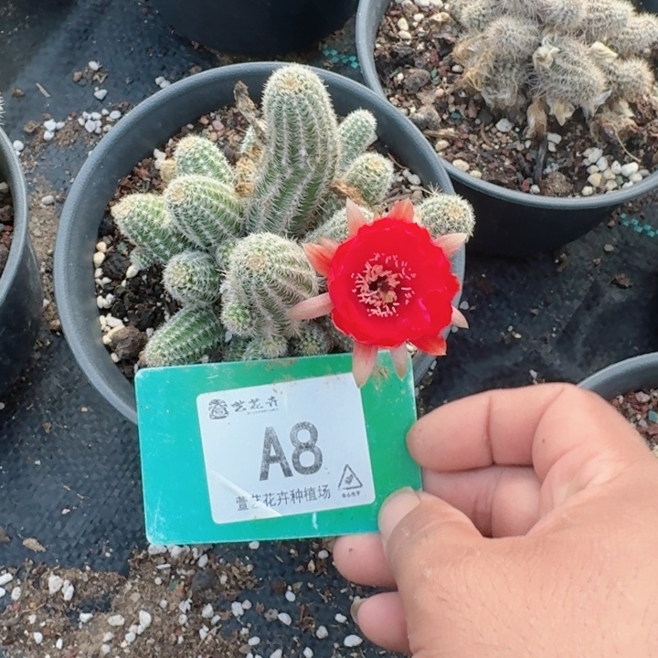 自根白檀1颗脱土发货