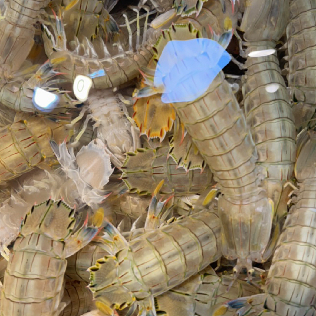 全活虾爬子 （公子母子都有直接点开链接）