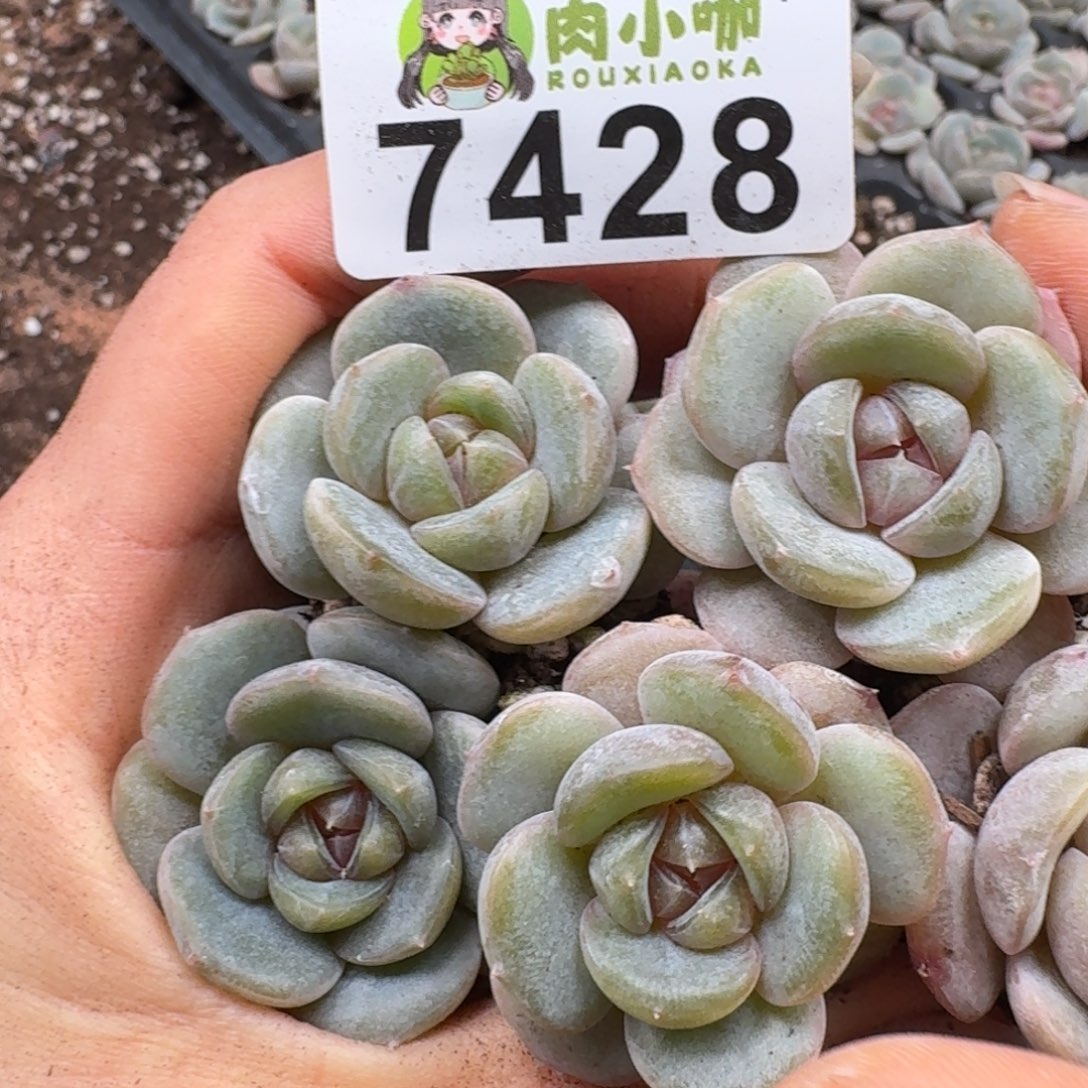 多肉植物多肉植物