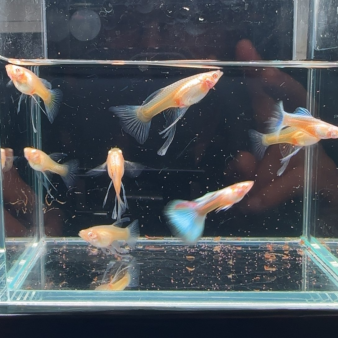 孔雀鱼蓝白大C2公6母 35号