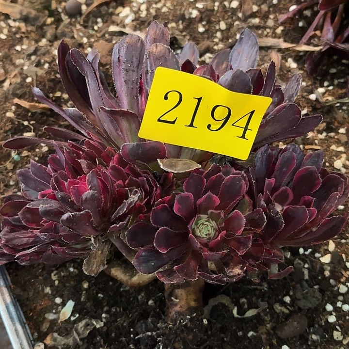 多肉植物福利2194