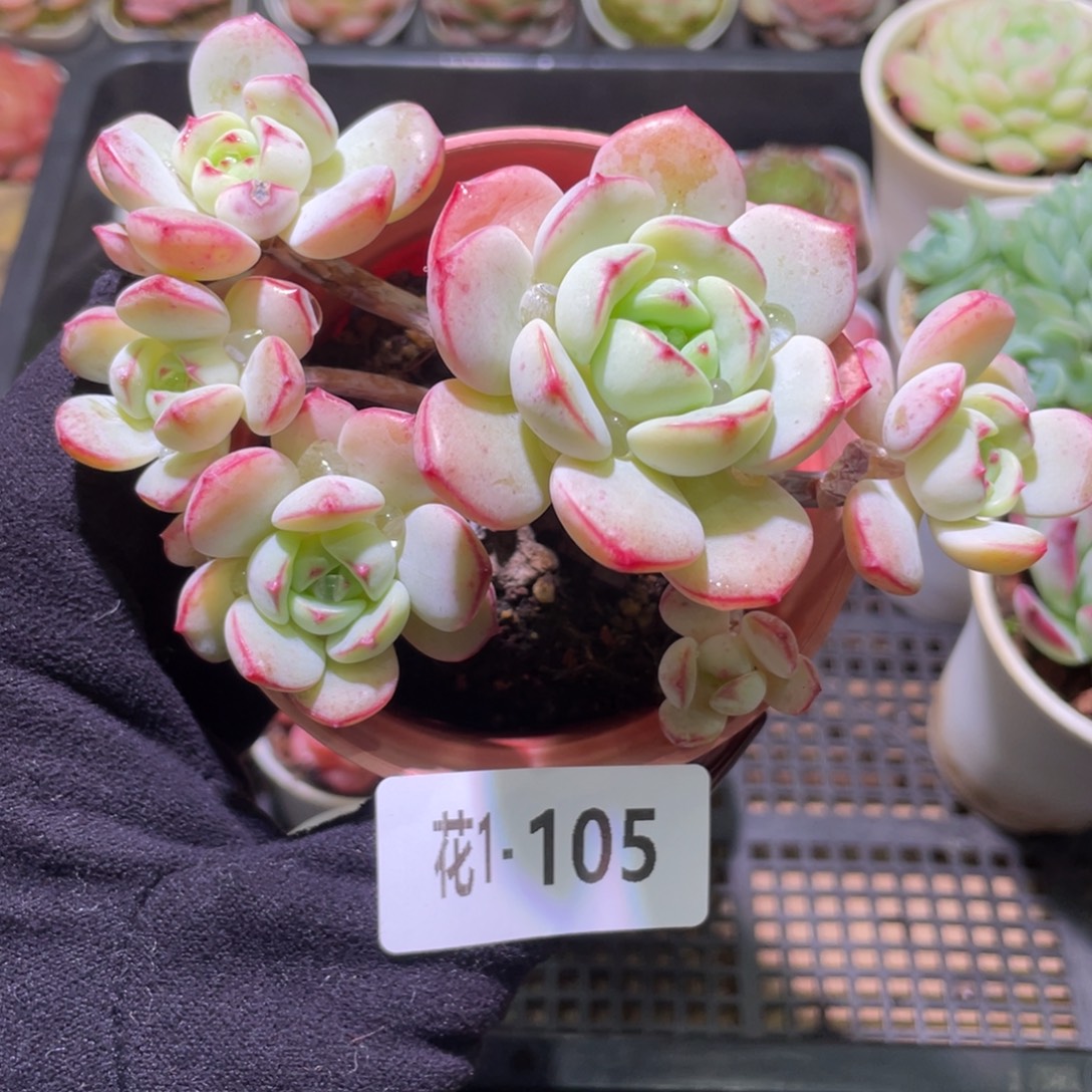 花利美1-105香草群