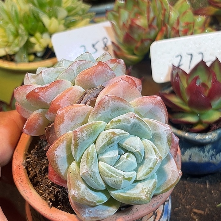 冰玉一物一拍包装收缩花旱