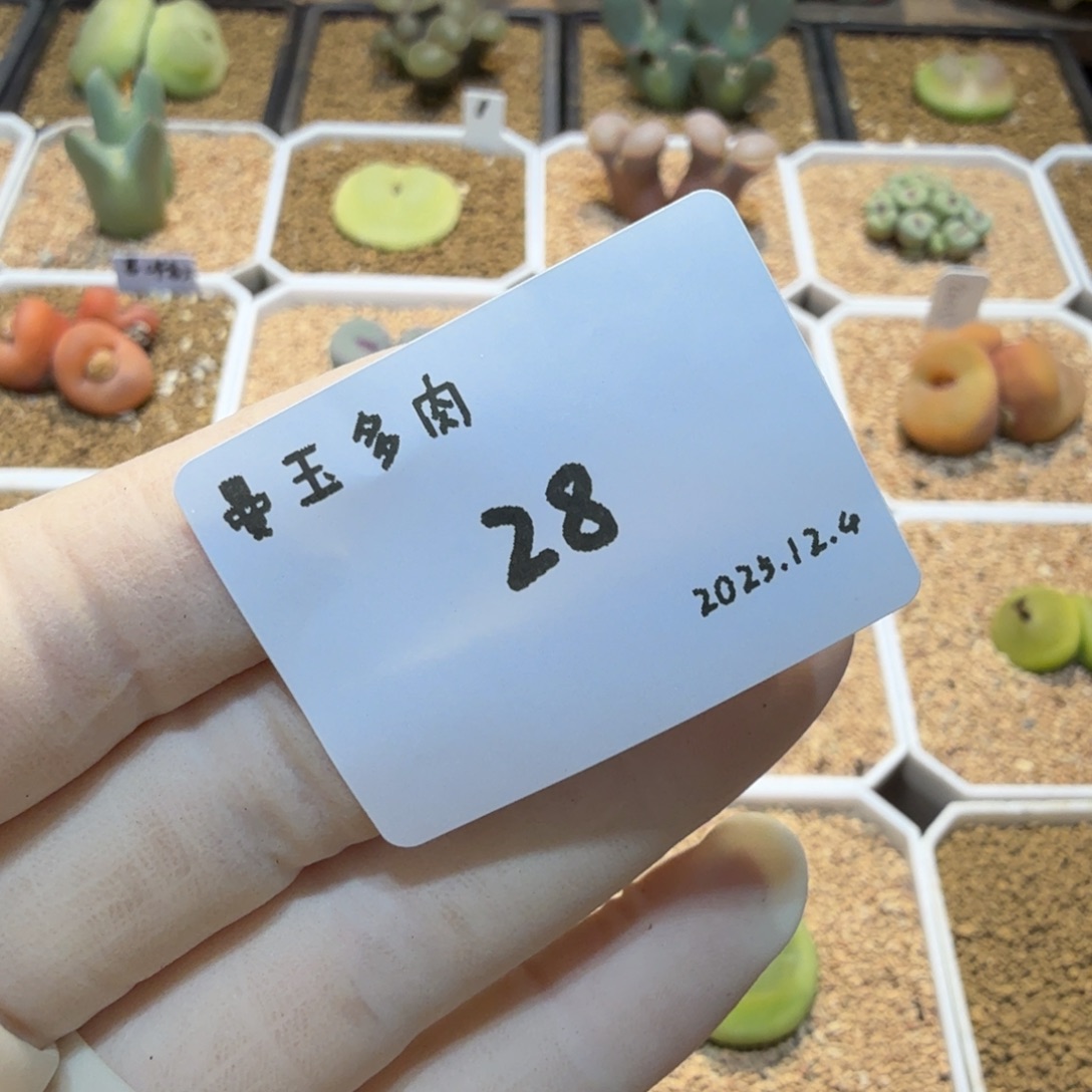 老***韩多肉多肉多肉12.4-028 3颗奶油嘴