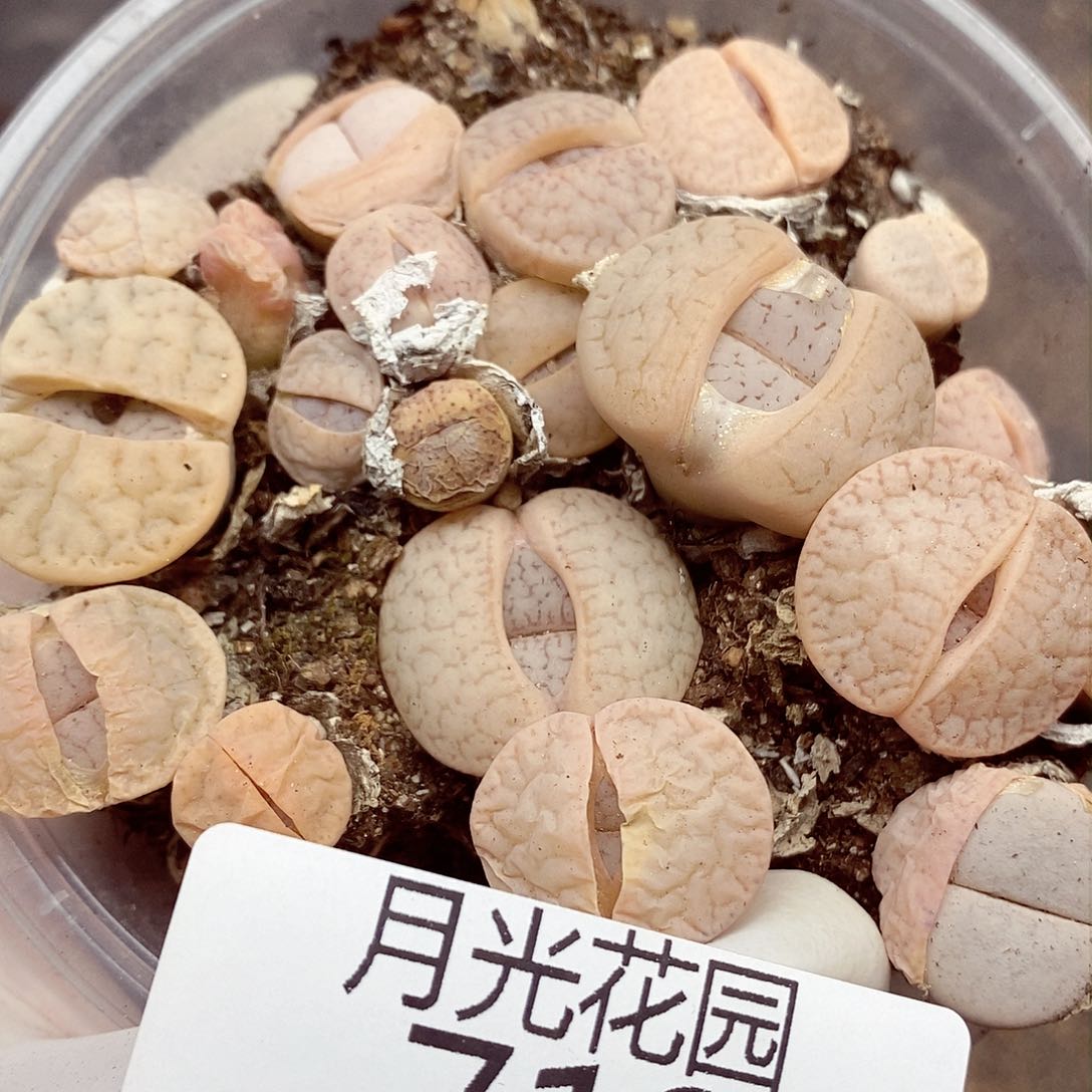 我还想和他们出去逛逛逛713