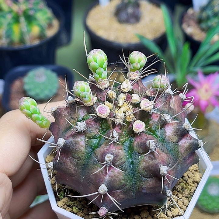 海神实生母本一颗