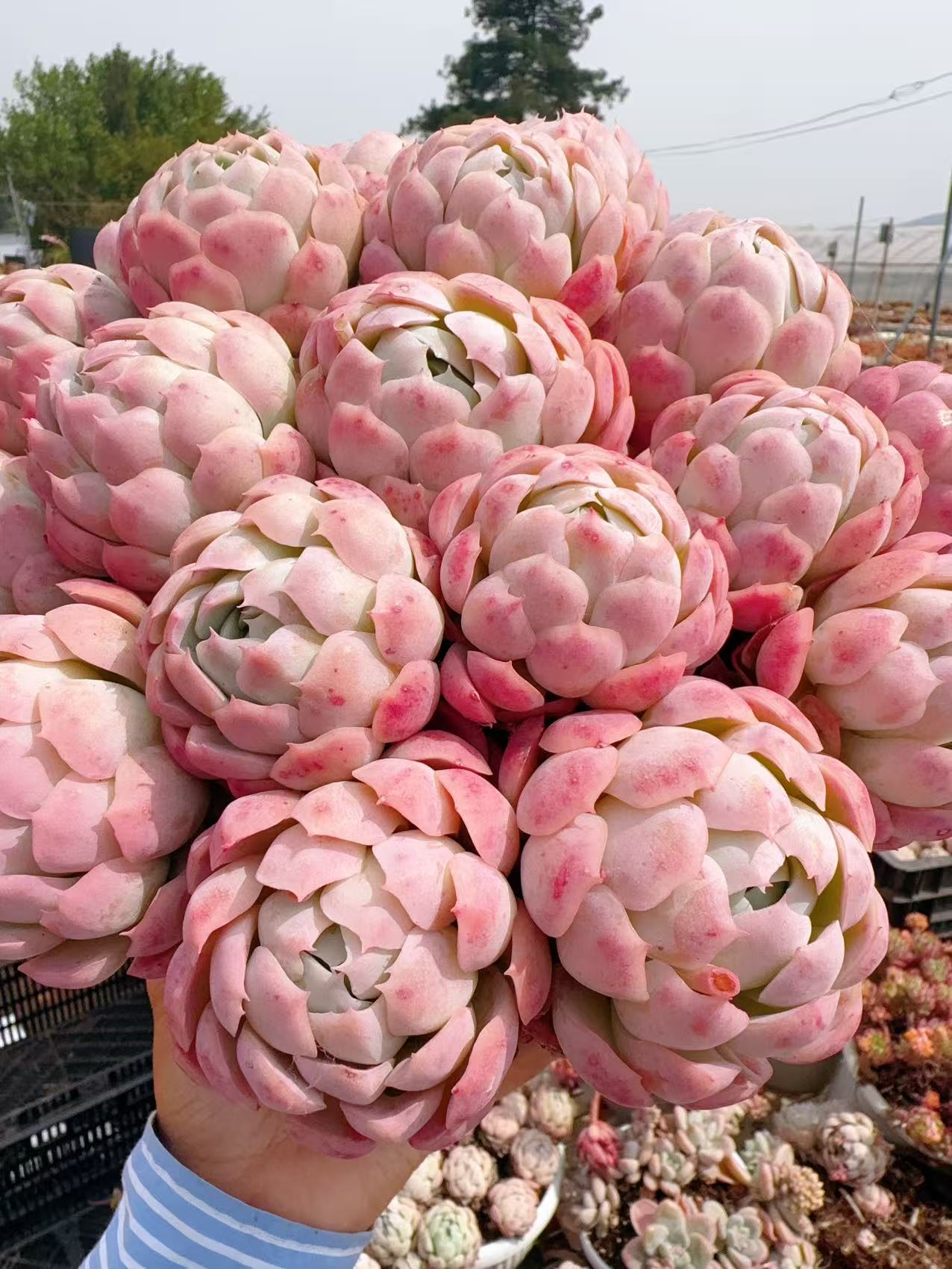 XS 香妃+草编篮 新手好养带盆栽好美观多肉植物秋季