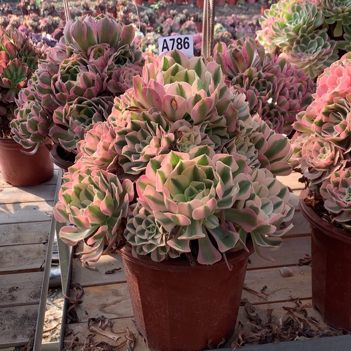 786粉女巫多肉法师