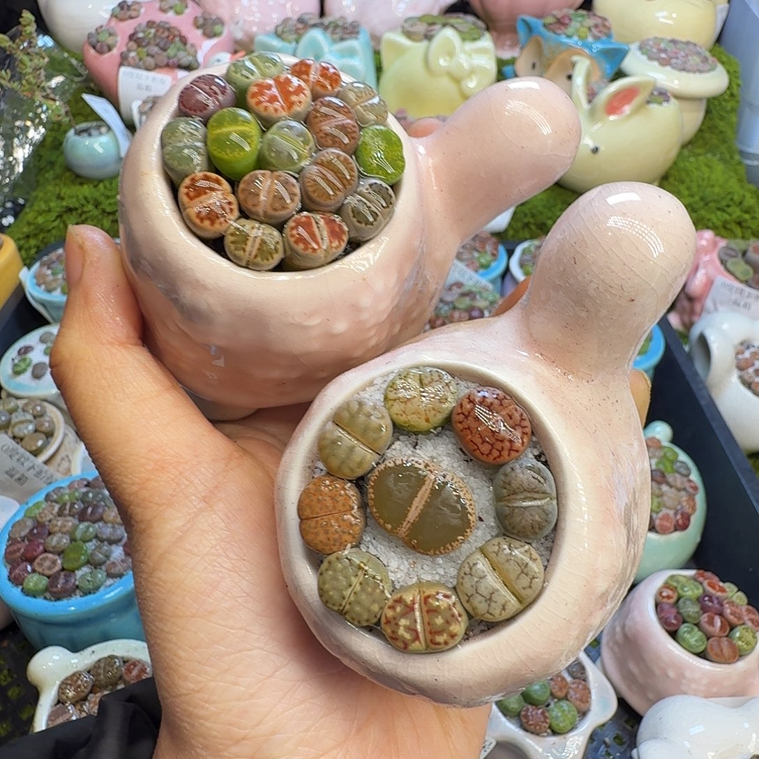 有***～多肉植物福利冲1025