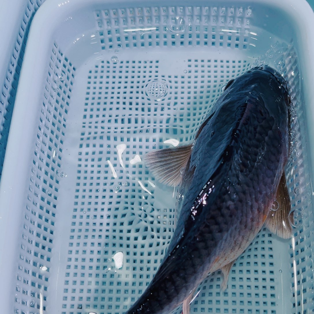 锦鲤锦鲤冷水鱼观赏136