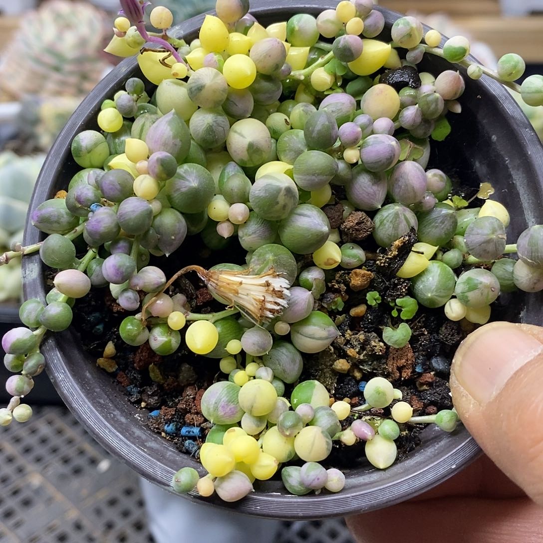 2436 佛珠锦多肉