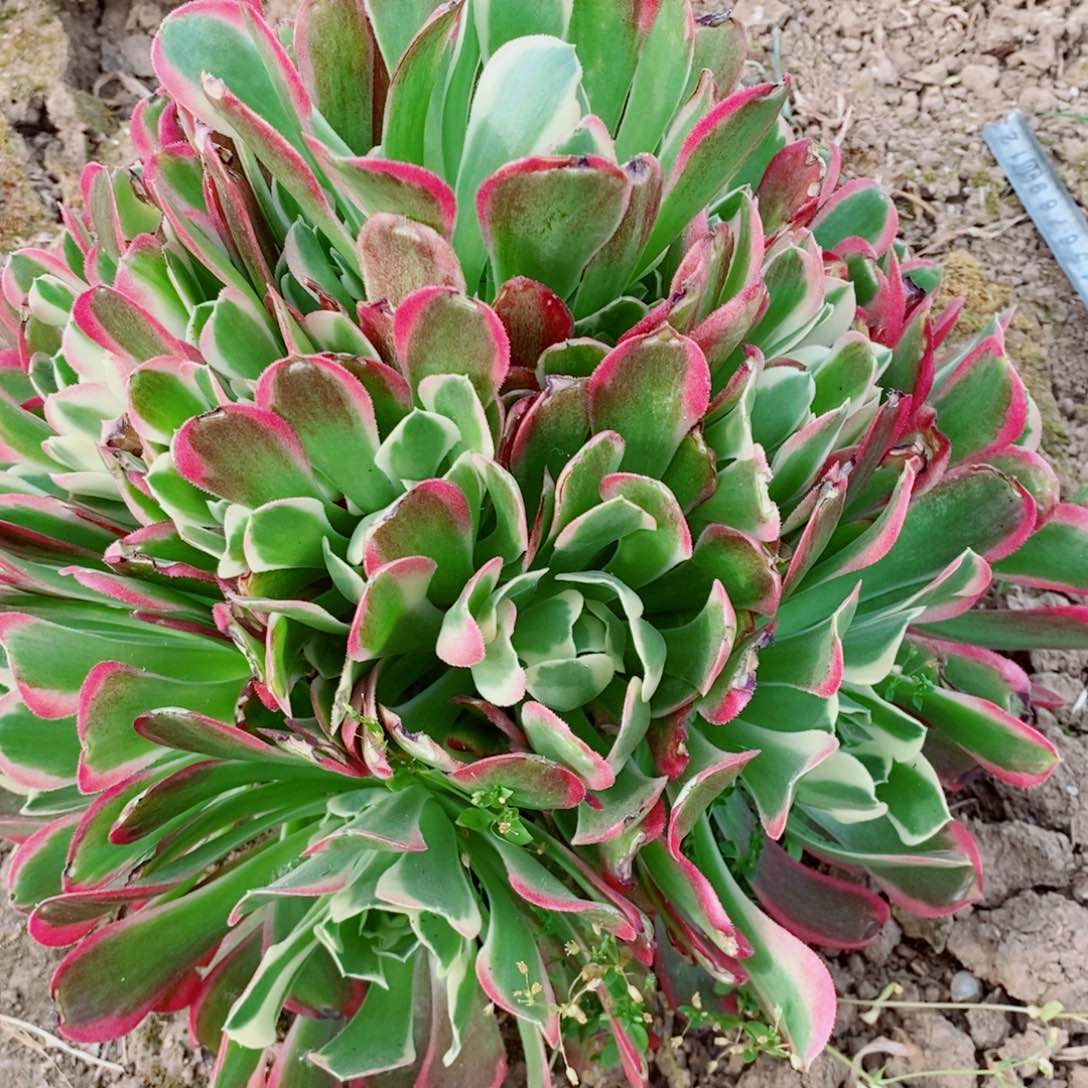 雨花石多肉植物10元