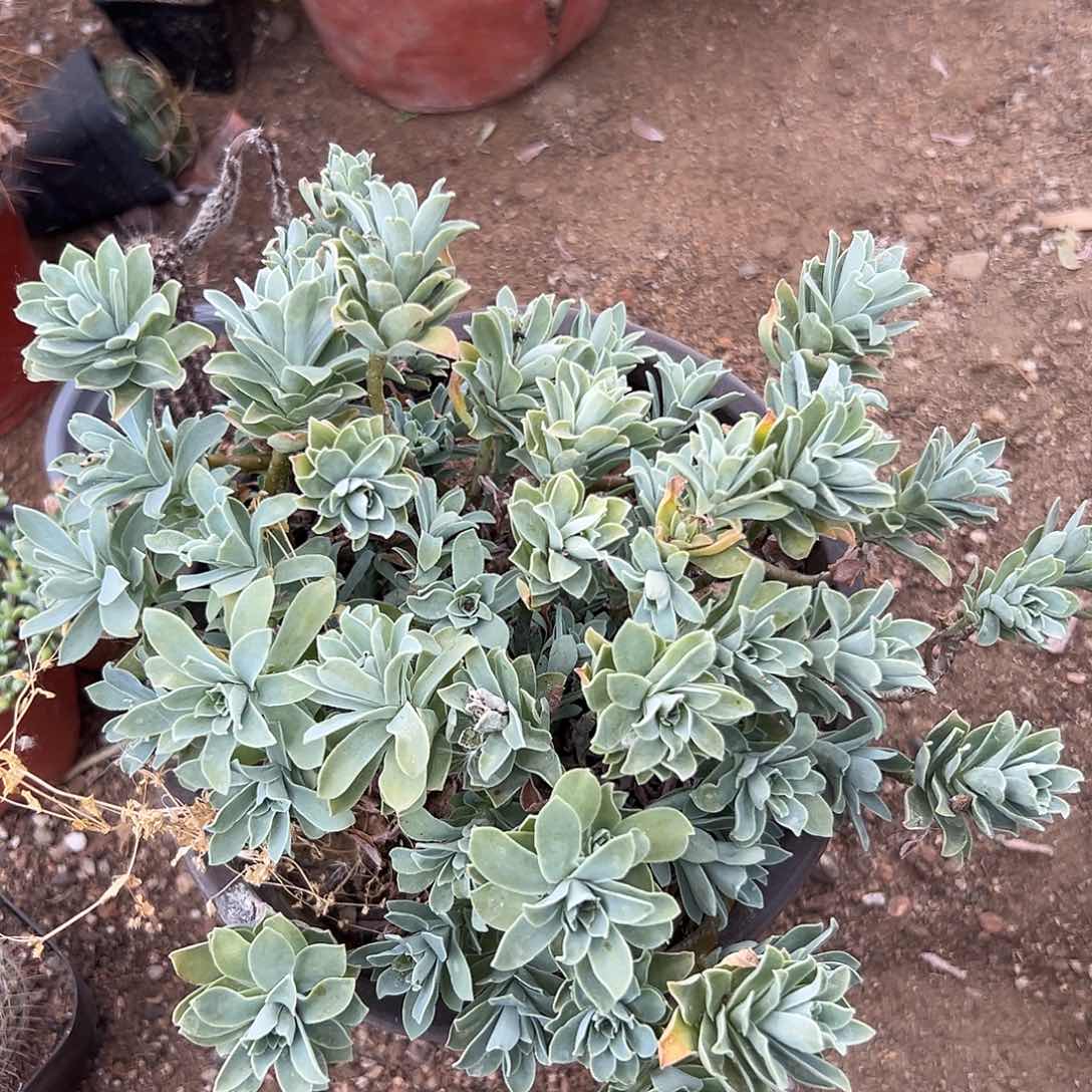 薄化妆DVD植物wwwwwww