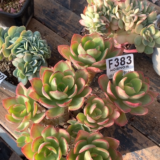 水墨仙子383 退款拉黑7-8天发货