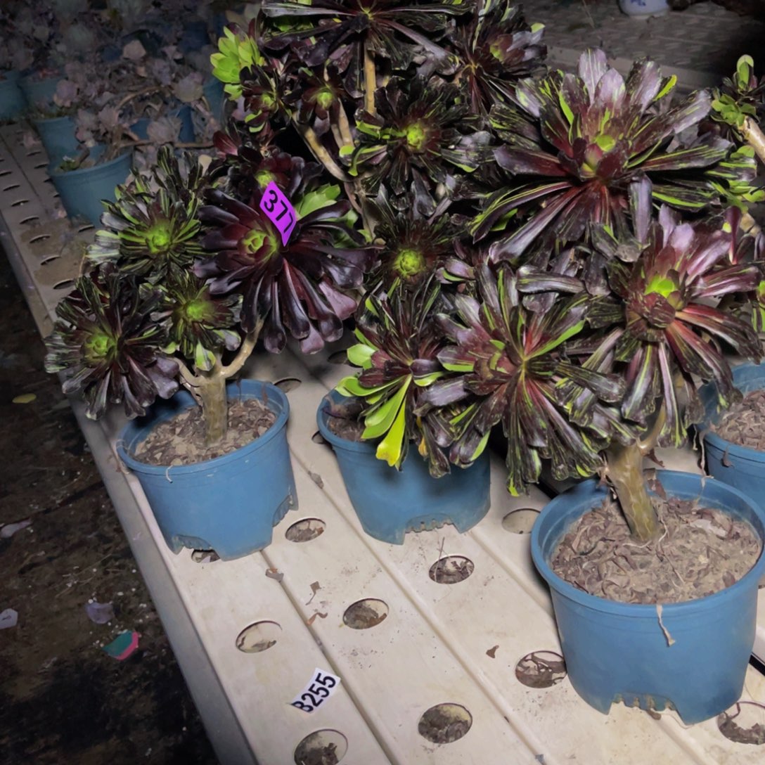 三盆法师7///-30包邮