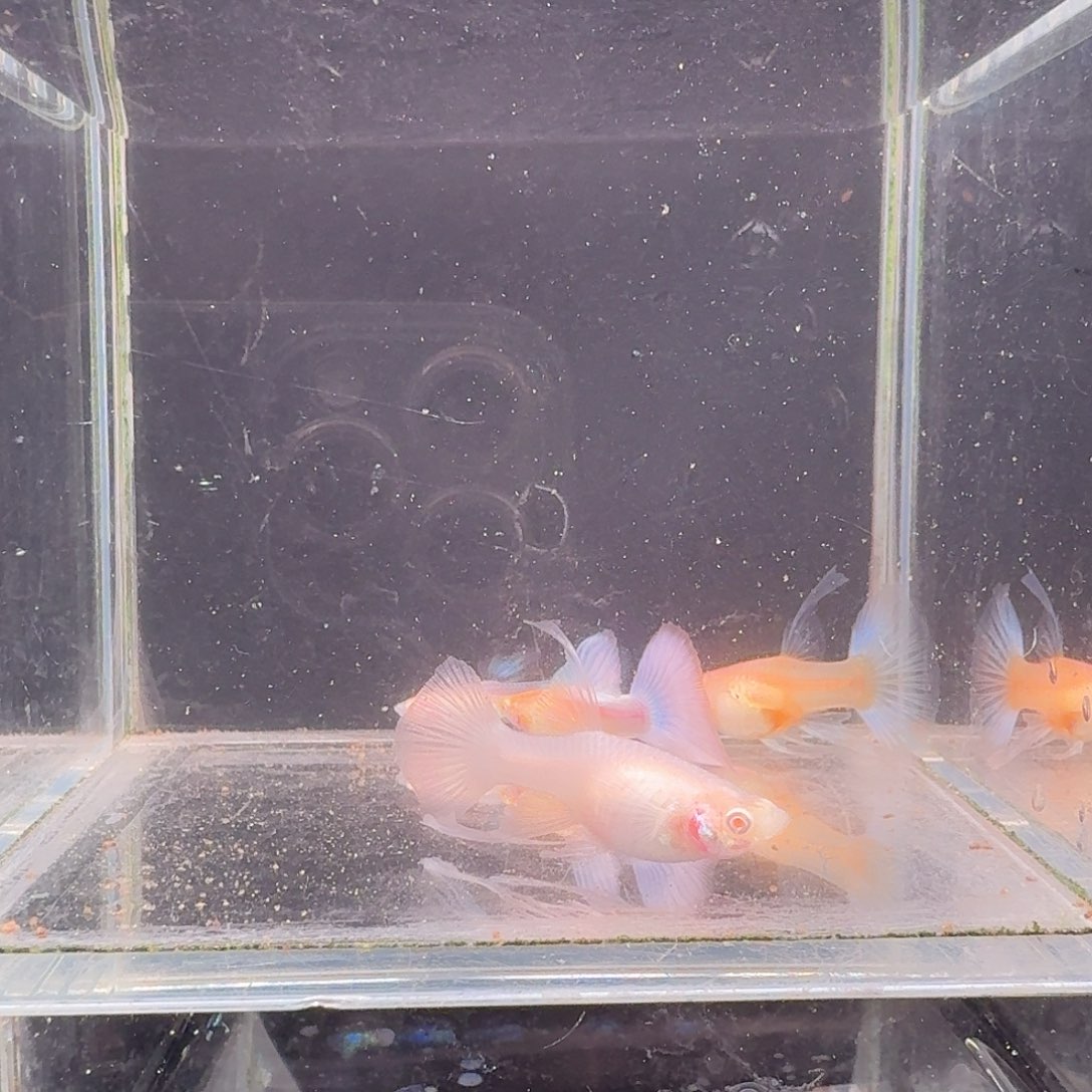 孔雀鱼蓝白大C2对