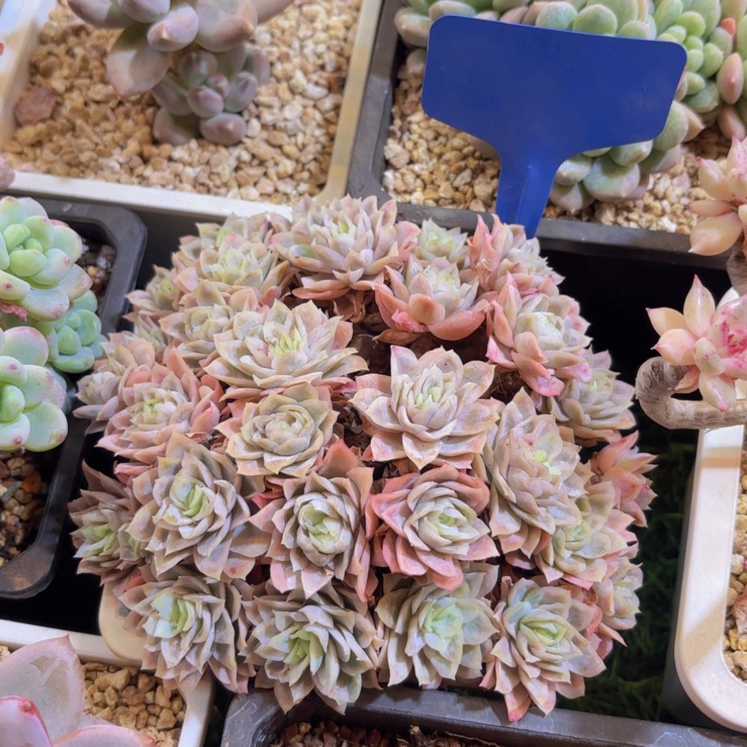 燕****云南金致家精品多肉