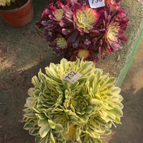 736铜壶锦，732迈巴赫多肉，