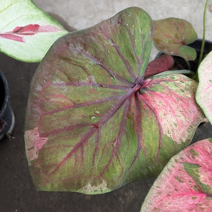 C***T83-1201粉毒福利广东现货